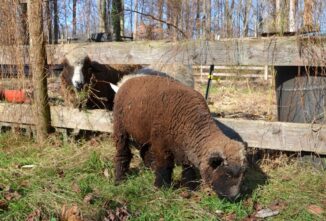 Raising Miniature Goats, Cows, Chickens, and Sheep